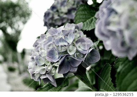 色付き始めの紫陽花の花 129536255