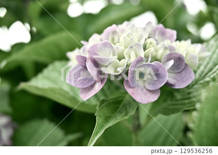 色付き始めの紫陽花の花 129536256