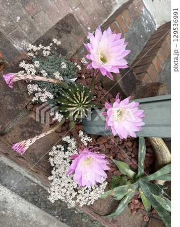 咲きほこるサボテンの花 咲きほこるサボテンの花 129536991