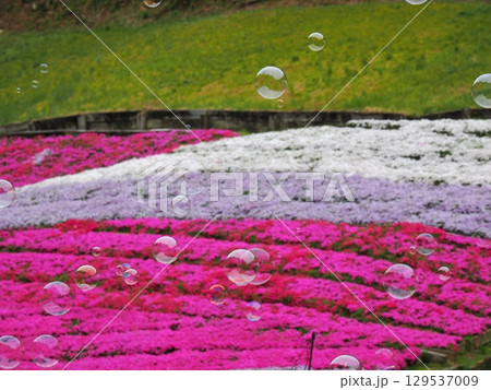 芝桜とシャボン玉 129537009