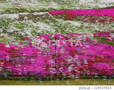 芝桜とシャボン玉 129537013