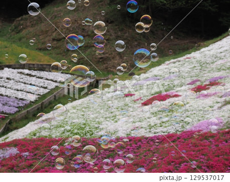 芝桜とシャボン玉 129537017