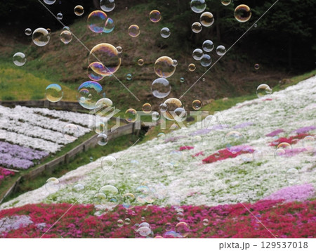 芝桜とシャボン玉 129537018