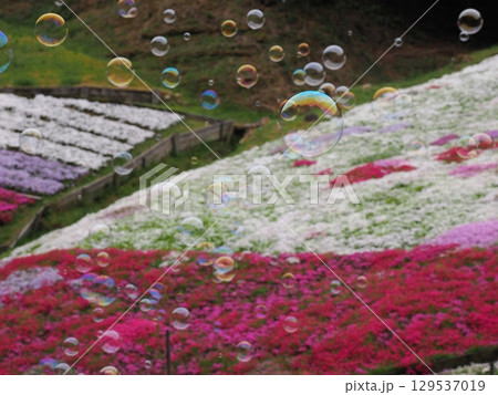 芝桜とシャボン玉 129537019