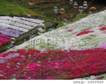 芝桜とシャボン玉 129537020