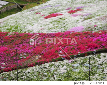 芝桜とシャボン玉 129537041