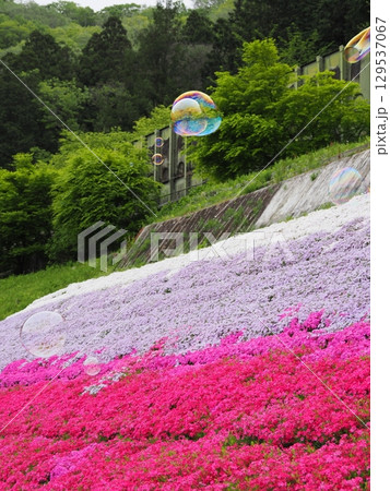 芝桜とシャボン玉 芝桜とシャボン玉 129537067