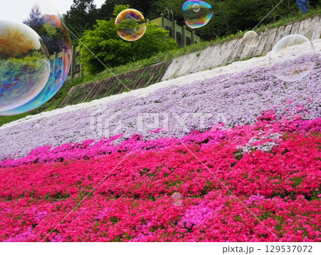 芝桜とシャボン玉 129537072