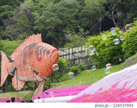 芝桜とシャボン玉 129537085