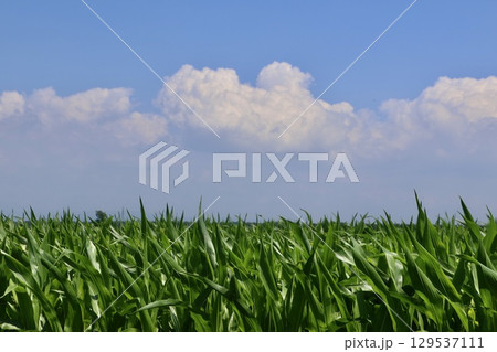 トウモロコシ畑と大空（北海道・美唄市・岩三沢市） 129537111