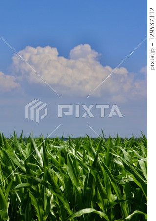 トウモロコシ畑と大空(北海道・美唄市・岩三沢市) トウモロコシ畑と大空(北海道・美唄市・岩三沢市) 129537112