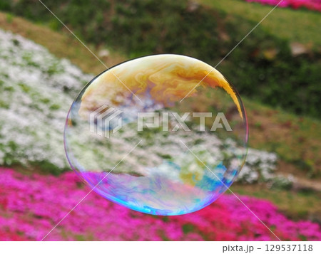 芝桜とシャボン玉 129537118
