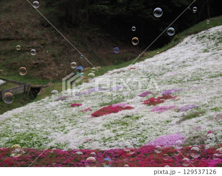 芝桜とシャボン玉 129537126