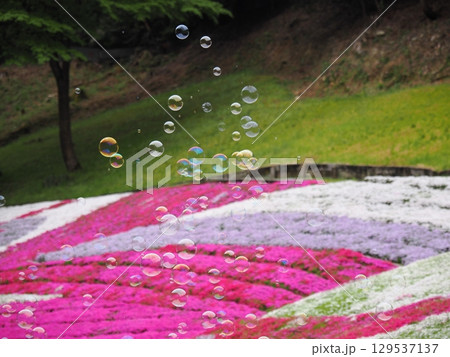 芝桜とシャボン玉 芝桜とシャボン玉 129537137