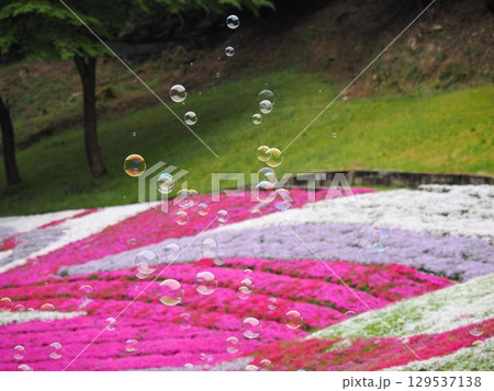 芝桜とシャボン玉 芝桜とシャボン玉 129537138