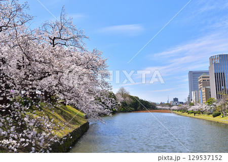 福岡城お濠　舞鶴公園の桜　福岡市中央区舞鶴公園　 129537152