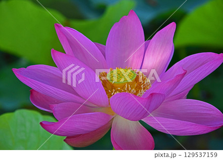 光と影が造る蓮の花の美しさ 光と影が造る蓮の花の美しさ 129537159