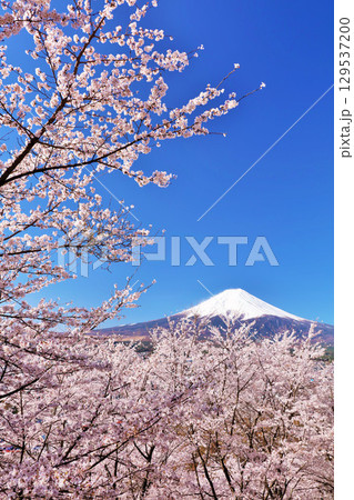日本の春　富士山と桜 129537200