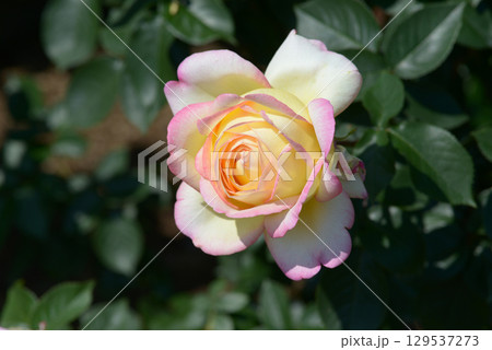 ミツコ　バラの花 129537273