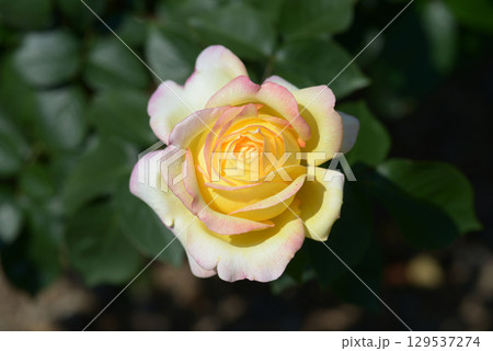 ミツコ バラの花 ミツコ バラの花 129537274