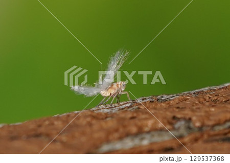 白くてフワフワしたアミガサハゴロモの幼虫 129537368