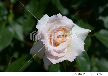 衣笠 バラの花 衣笠 バラの花 129537639