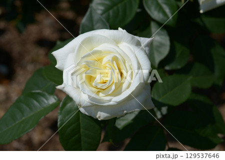 銀嶺　バラの花 129537646