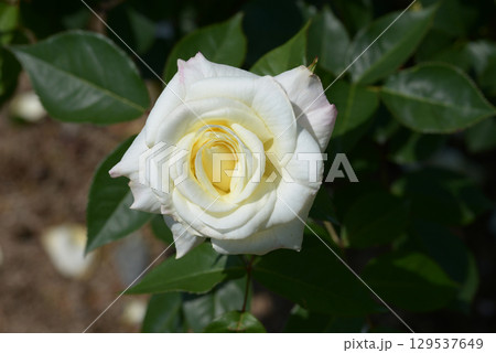 銀嶺 バラの花 銀嶺 バラの花 129537649