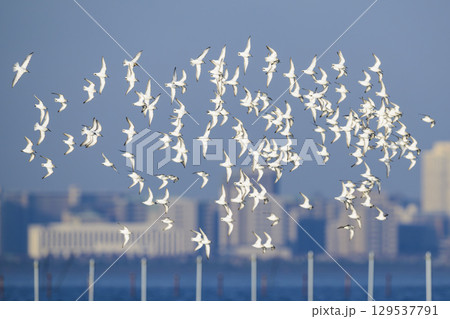ミユビシギ群れの飛翔 129537791