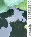 水面に浮かぶ蓮の葉 129538340
