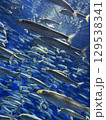 イワシを泳ぐ小魚 129538341