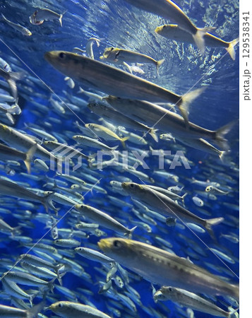 イワシを泳ぐ小魚 イワシを泳ぐ小魚 129538341