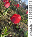 赤いチューリップ 129538348