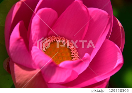 光と影が造る蓮の花の美しさ 129538506