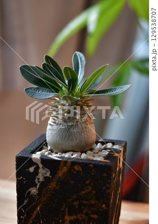 塊根植物 129538707