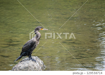 カワウ　京都市鴨川 129538714
