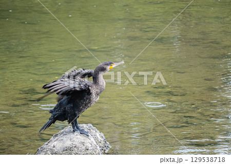 カワウ　京都市鴨川 129538718