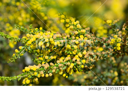 Kangaroo acacia flowers Kangaroo acacia flowers 129538721