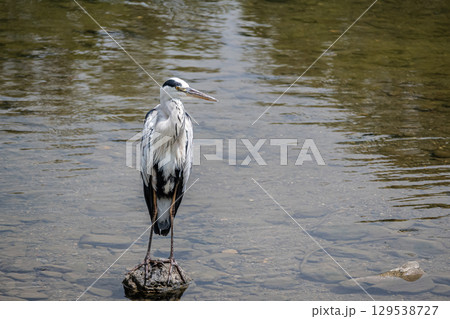 アオサギ　京都市鴨川 129538727