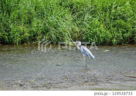 アオサギ　京都市高野川 129538733