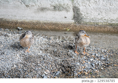 マガモ(メス) 京都市鴨川 マガモ(メス) 京都市鴨川 129538785