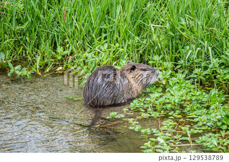 ヌートリア　京都市鴨川 129538789