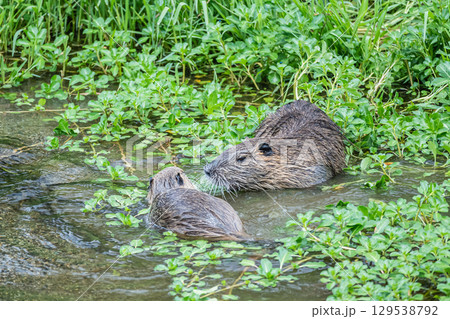 ヌートリア　京都市鴨川 129538792