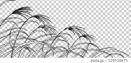 Illustration of Japanese pampas grass drawn with a pen Illustration of Japanese pampas grass drawn with a pen 129538875