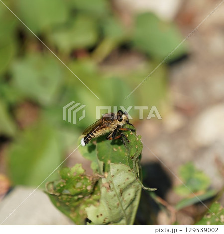 シオヤアブのオス シオヤアブのオス 129539002