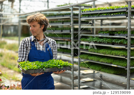 Man garden store worker with seedlings in her hands 129539099