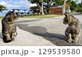 海辺でくつろぐ沖縄、離島の猫たち のんびりした島時間 129539580