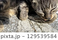 海辺でくつろぐ沖縄、離島の猫たち のんびりした島時間 129539584