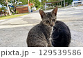 海辺でくつろぐ沖縄、離島の猫たち のんびりした島時間 129539586