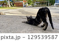 海辺でくつろぐ沖縄、離島の猫たち のんびりした島時間 129539587